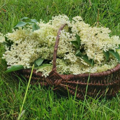 cueillette fleurs de sureau